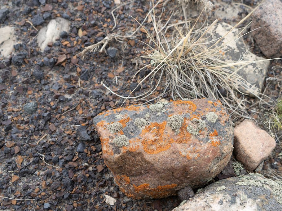 Flechten im Horseshoe Canyon, Drumheller
