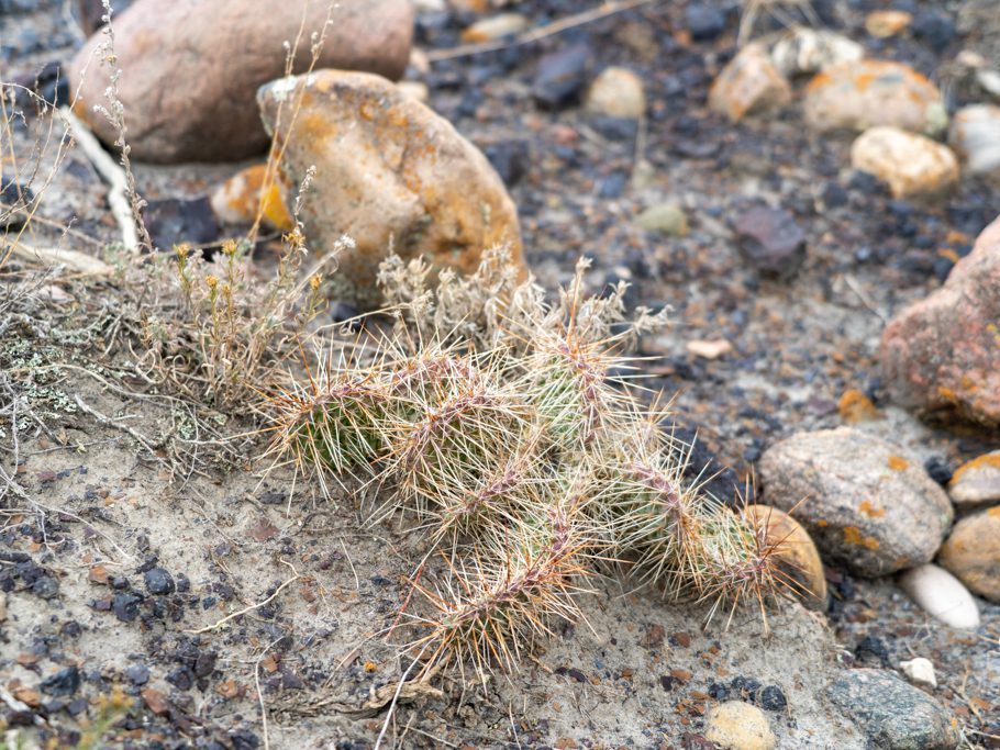 Kaktus im Horseshoe Canyon, Drumheller