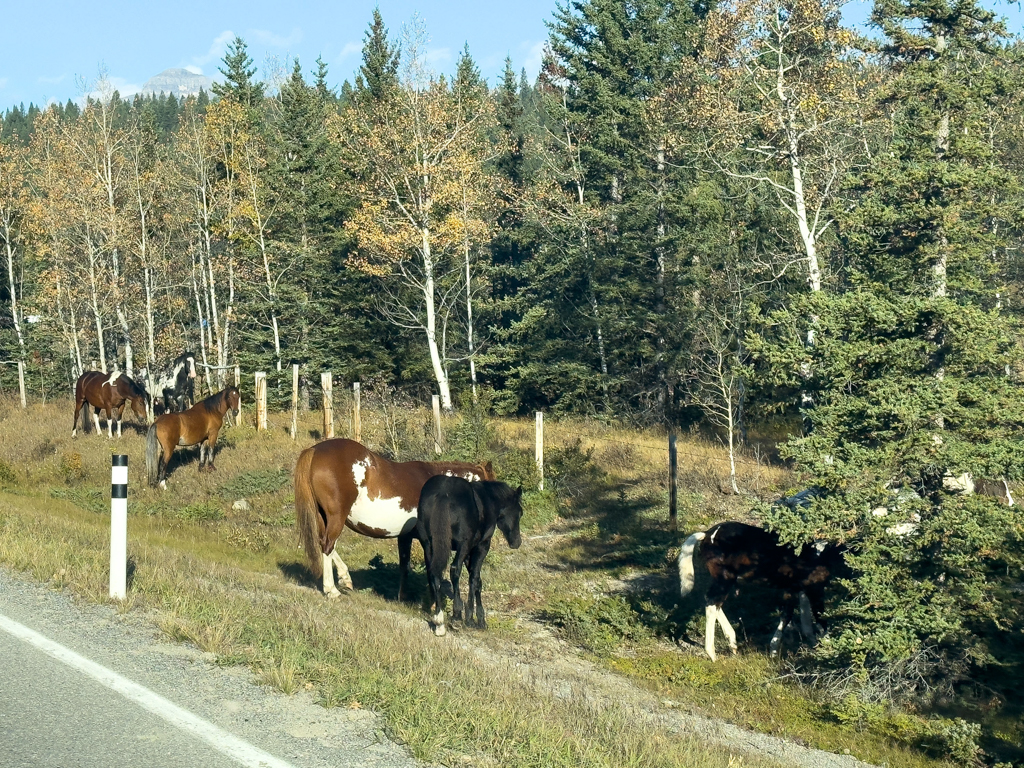 Wilde Mustangs? Am HW1a auf der Fahrt nach Banff