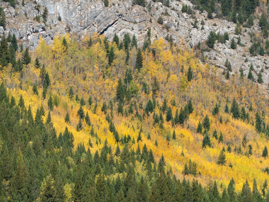Blick auf die herbstlichen Bäume am Whiteswan Lake
