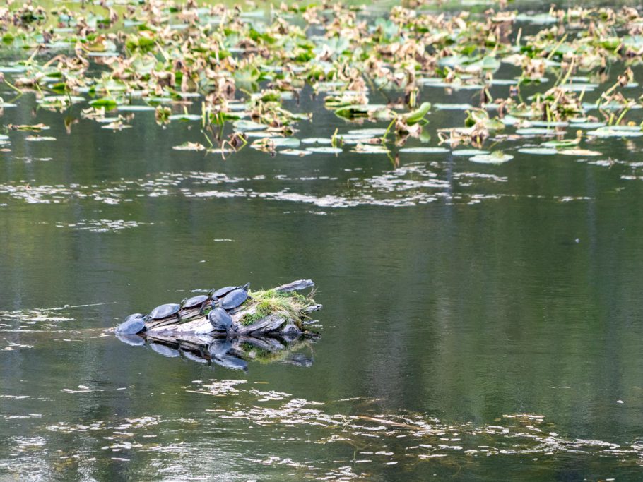 Habitat von "Western Painted Turtles" Wasserschildkröten