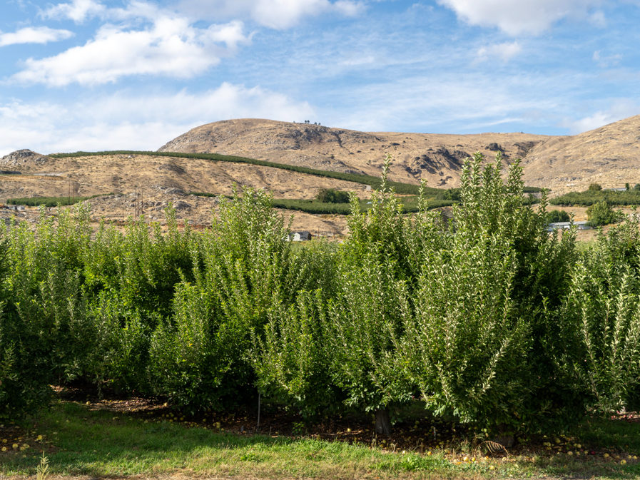 Apfelbäume im Okanogan Valley