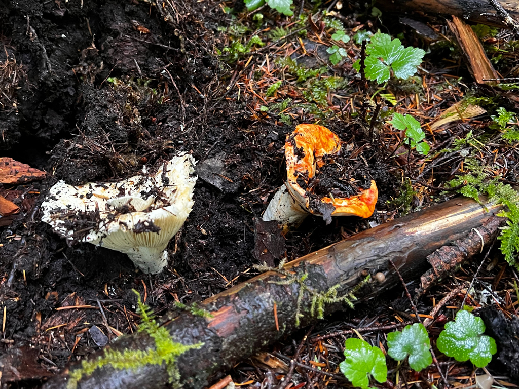 Lobster Mushroom: Links der nicht parasitierte, weisse "short-stemmed Brittlegill" (Russula brevipes) und rechts einer, der mit dem Pilz Hypomyces lactifluorum parasitiert ist, was ihm eine leuchtend orange Farbe verleiht.