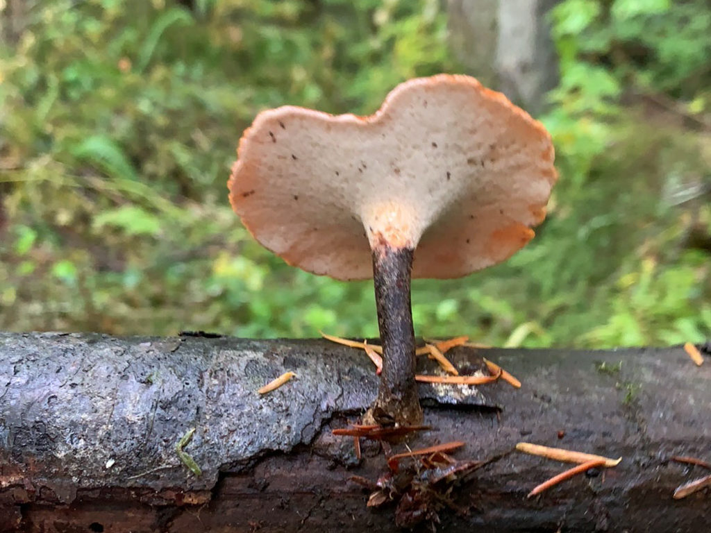 Schöner Pilz an totem Ast: Fairy Stool or Tiger's eye - Coltricia cinnamomea