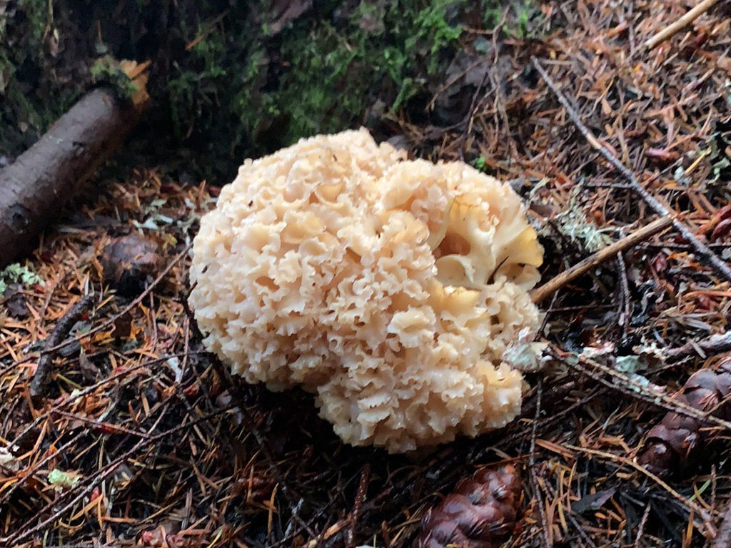 Cauliflower-Mushroom (Krause Glucke) - Sparassis radicata