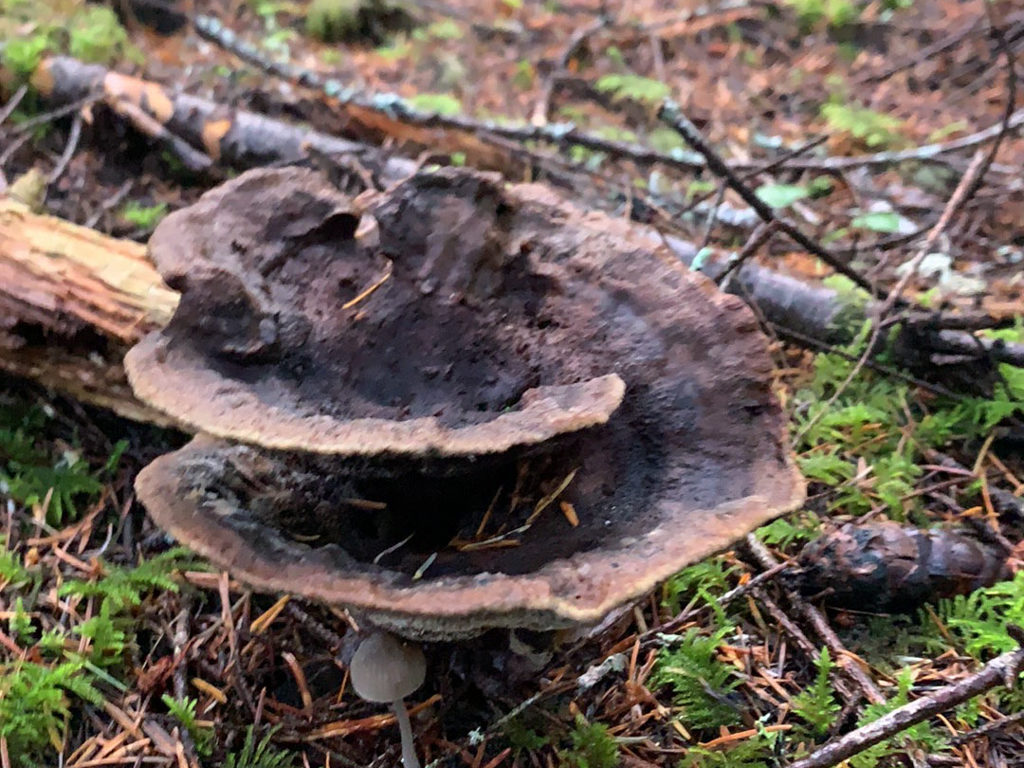 spiralförmig wachsender Pilz: Dyer's Polypore - Phaeolus schweinitzii