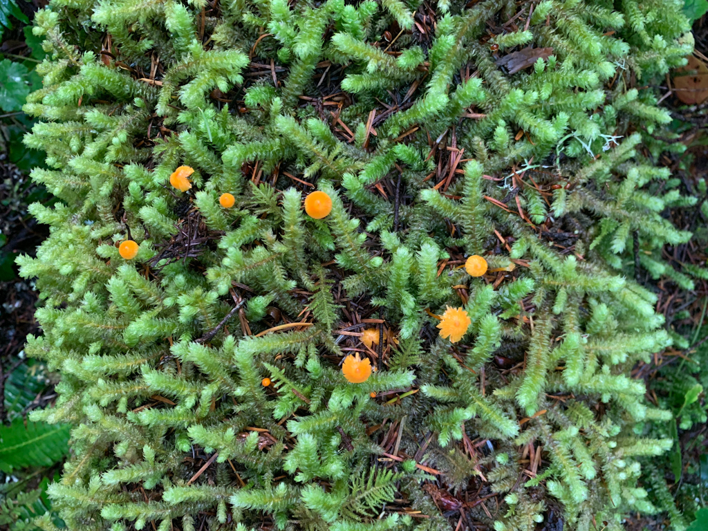 Hübsche kleine, orange Pilzchen im Moos