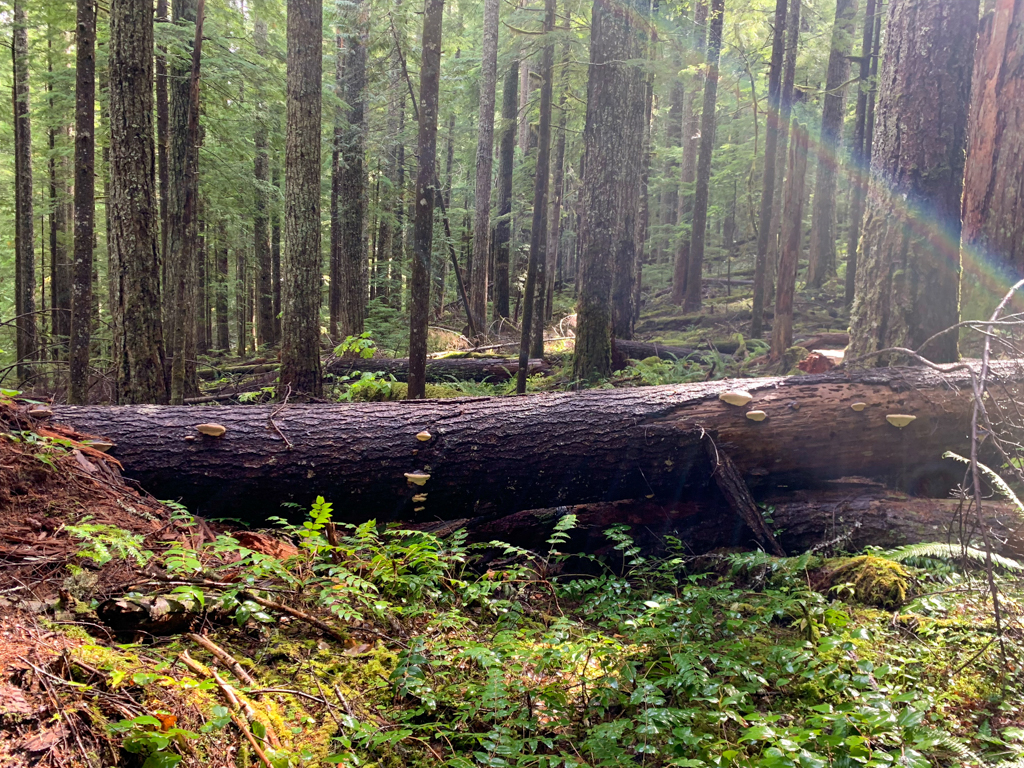 Wunderschöner Wald am Mount Rainier