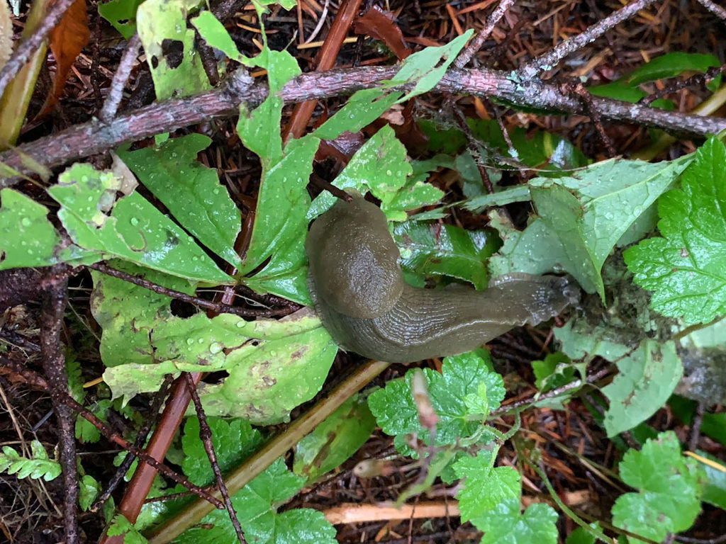 Bananenschnecke / banana slug - Ariolimax columbianus