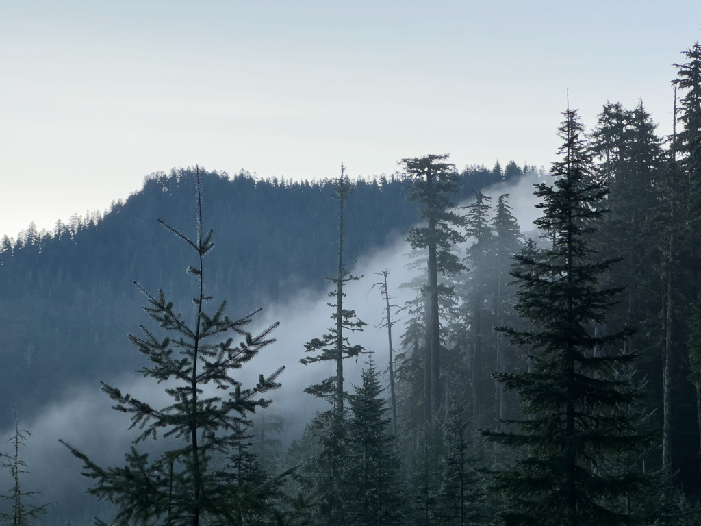 Nebelschwaden im National Forest beim Mount Rainier