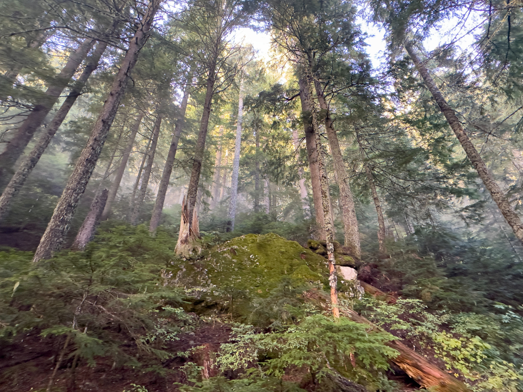 im steilen Wald des heute auserkorenen Pilzsuch-Gebietes