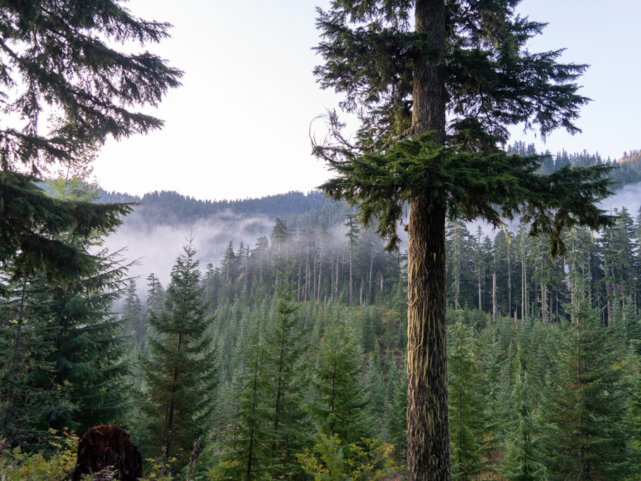 Nebelschwaden im National Forest am Mount Rainier