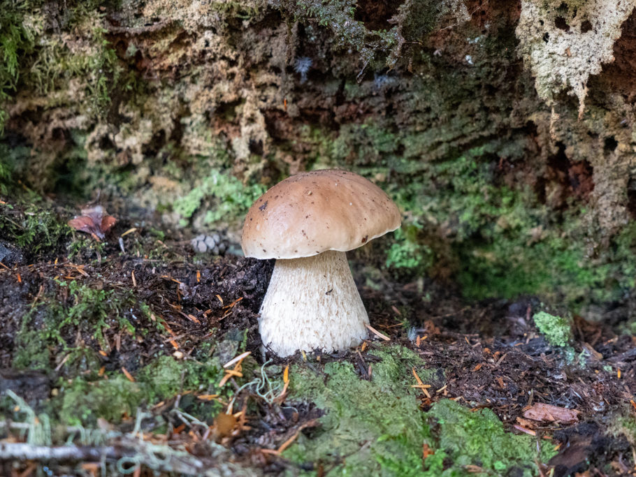 Wunderschöner Steinpilz