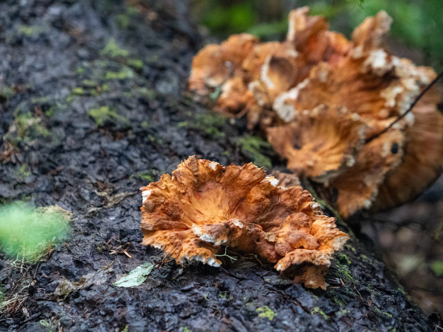 Chicken in the Woods - Laetiporus conifericola