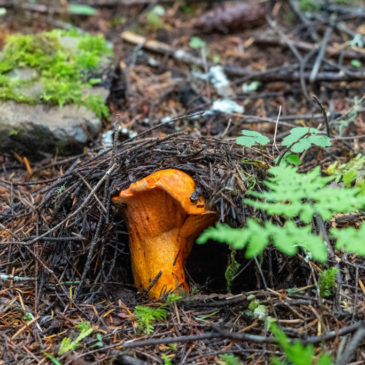 Pilz-Jagd nach Lobster-Pilzen