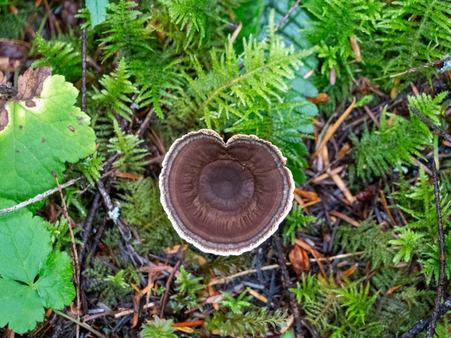 Fairy Stool or Tiger's eye - Coltricia cinnamomea