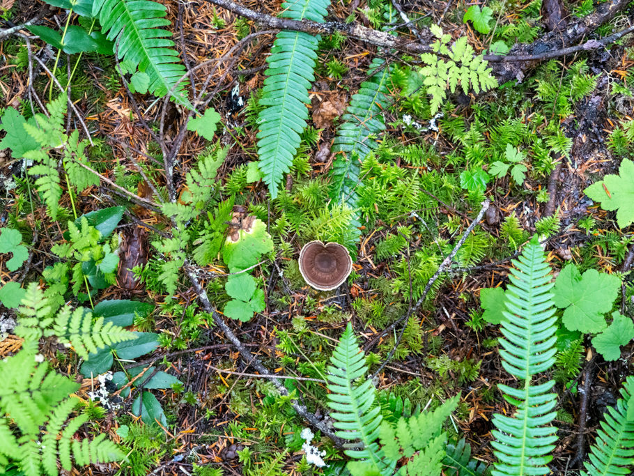 Fairy Stool or Tiger's eye - Coltricia cinnamomea