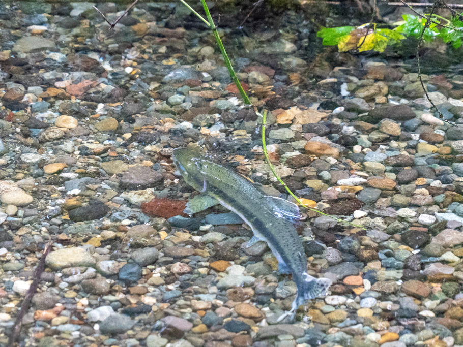 Salmon spawning: Laichen der Lachse in ihrem Geburts-Süsswasser-Bach