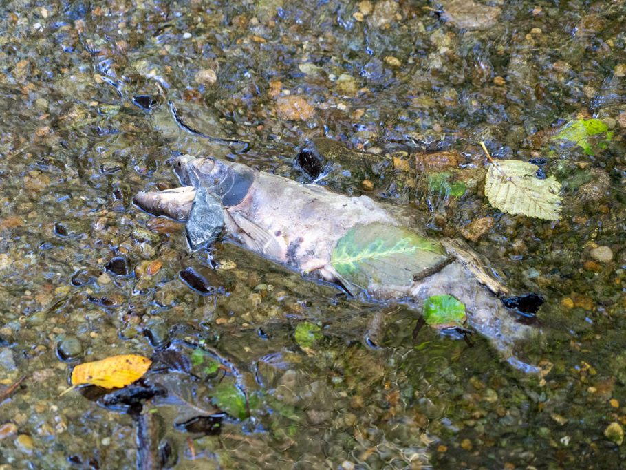 ...nach dem Ablaichen sterben die Lachse in ihrem Geburts-Süsswasser-Bach und ihr Lebenskreis schliesst sich