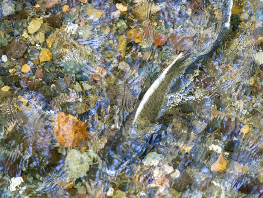 Salmon spawning: Laichen der Lachse in ihrem Geburts-Süsswasser-Bach