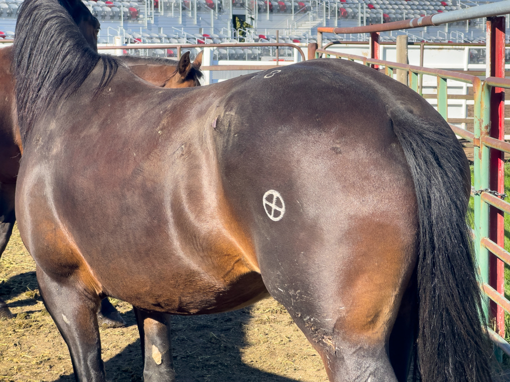 Erkennungsmerkmal am Pferd für das Schüler Rodeo