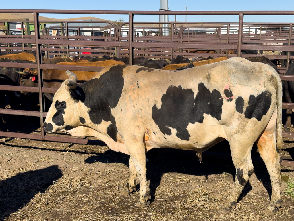 Gewaltiger Stier für das Schüler Rodeo