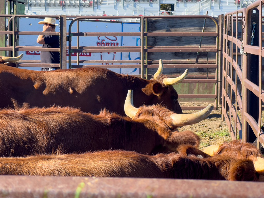 grössere Stiere im Gatter für das Schüler Rodeo