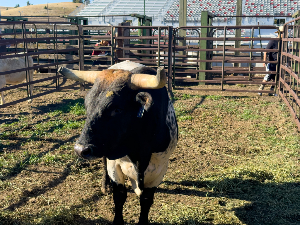 Grosser einzelner Stier in seinem Gatter