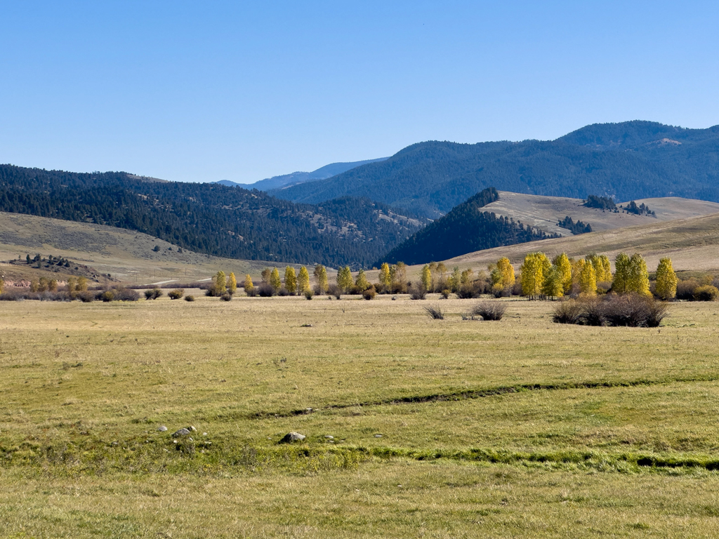 Goldene Espen auf dem Weg zu den spanish peaks