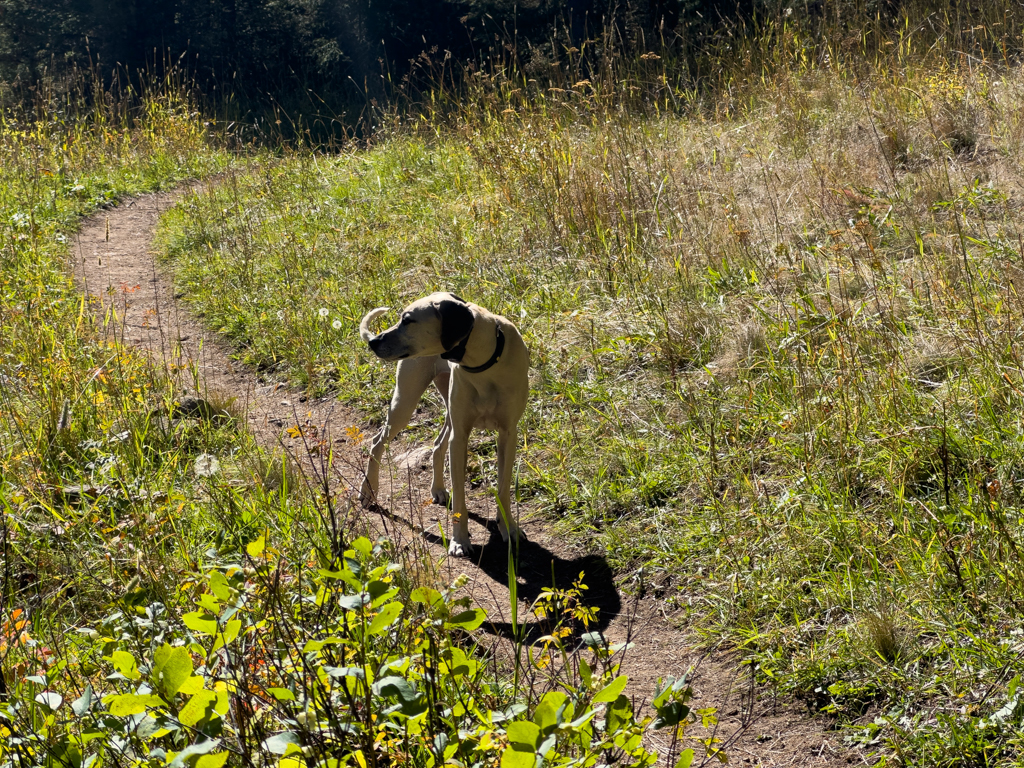 Pip auf dem Weg wartend