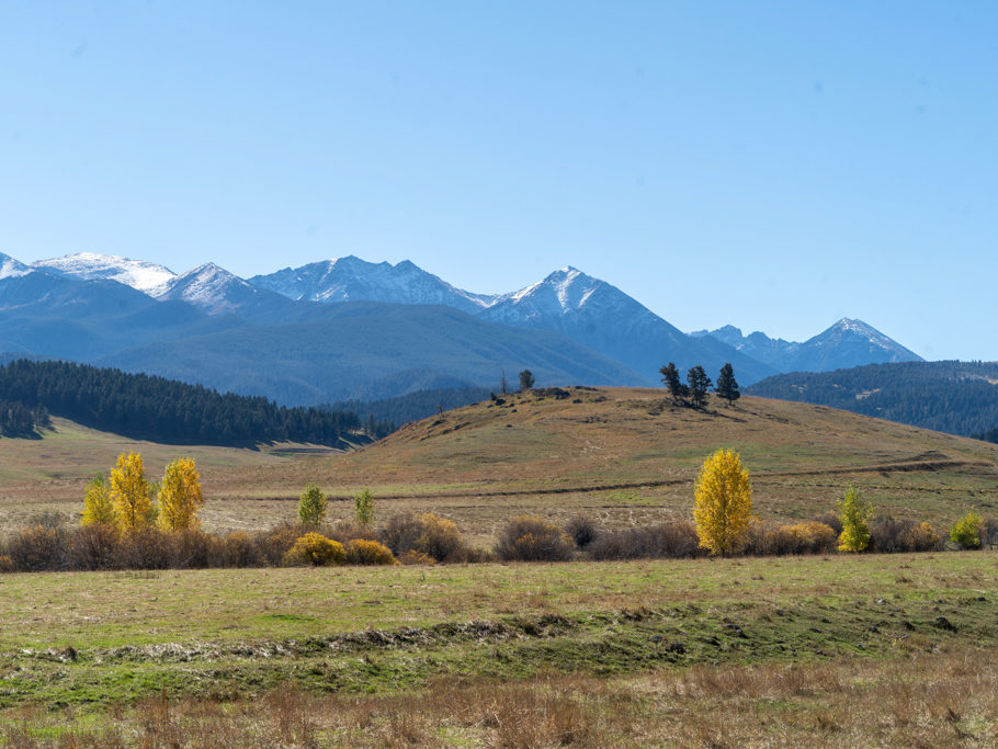 Goldene Espen vor den weissen spanish peaks