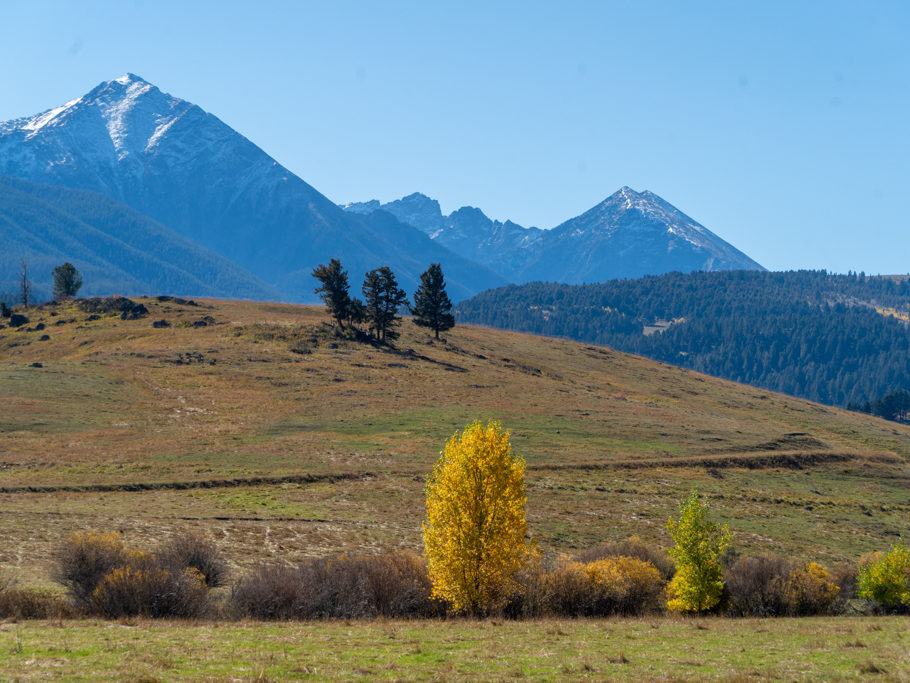 Goldene Espen vor den weissen spanish peaks