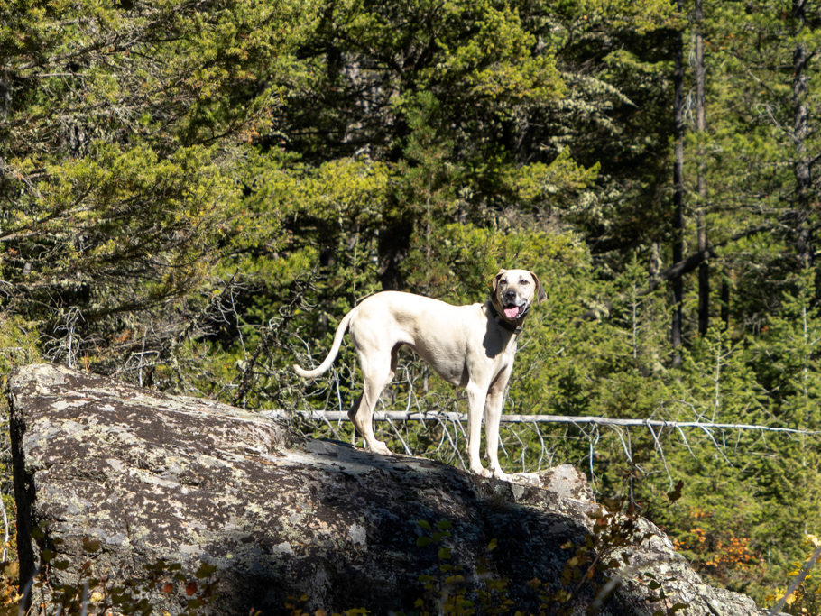 Pip als Fotomodell auf der Wanderung zu den spanish peaks