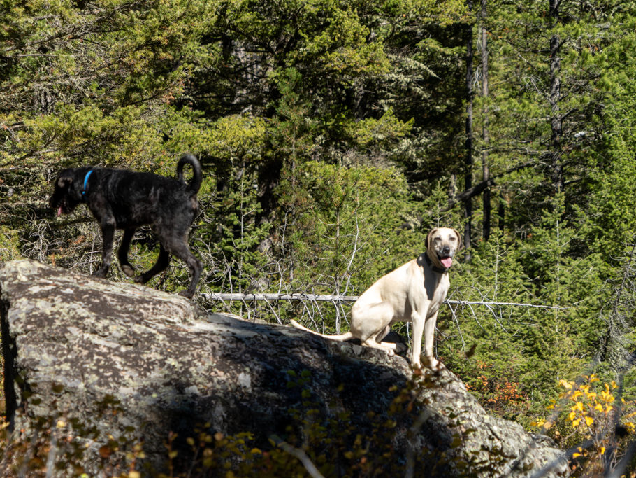 Pip und Oskar als Fotomodelle auf der Wanderung zu den spanish peaks