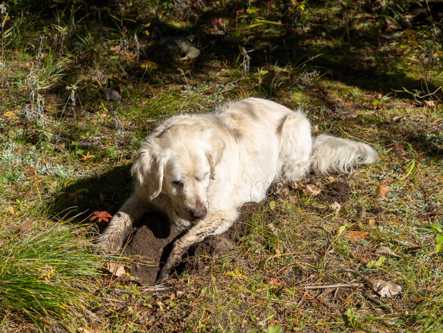 Charly auf der Suche