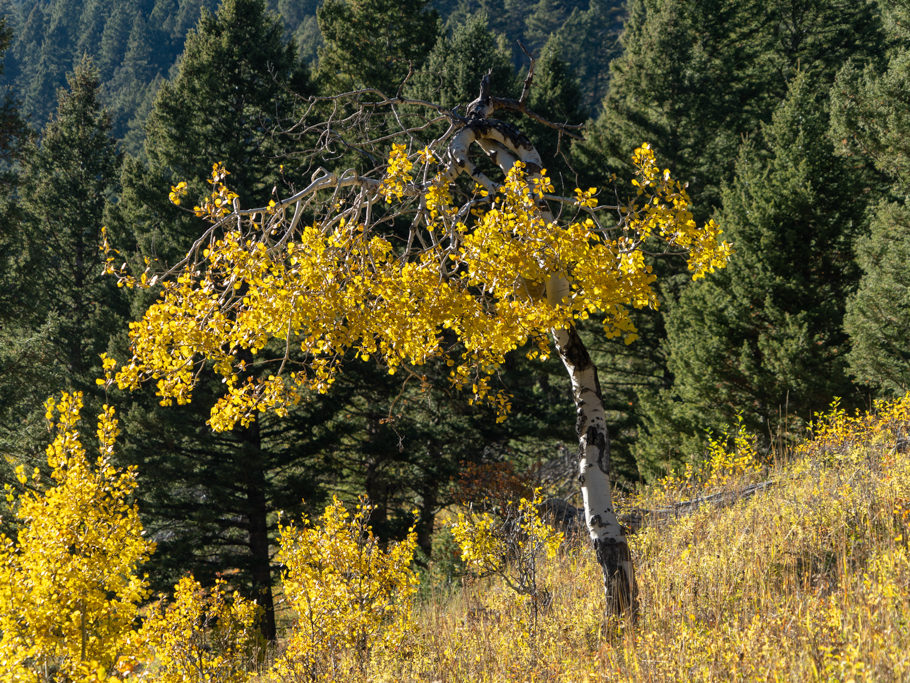 Leuchtend gelbe Espen im sommerlichen Herbst