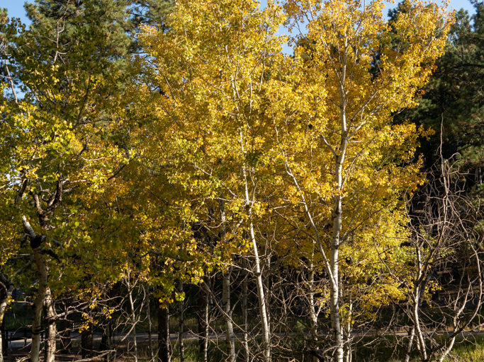 Goldene Espen