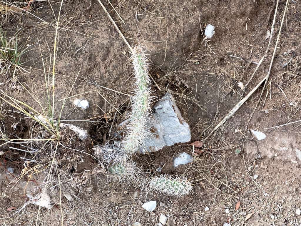 ein einsamer Kaktus auf der Wanderung zu den Devil's Back Bones