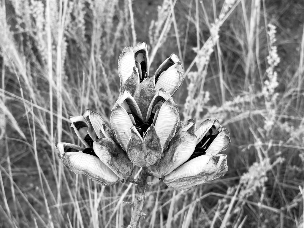 Früchte der Yucca