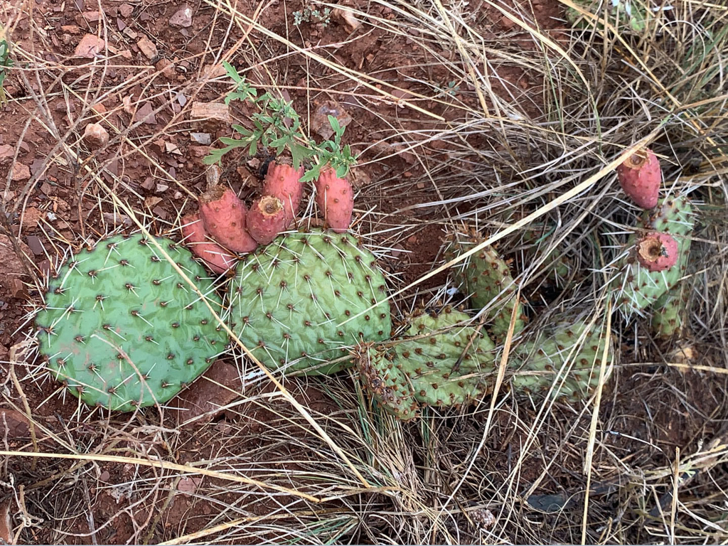 Opuntia Kaktus mit Kaktusfeigen