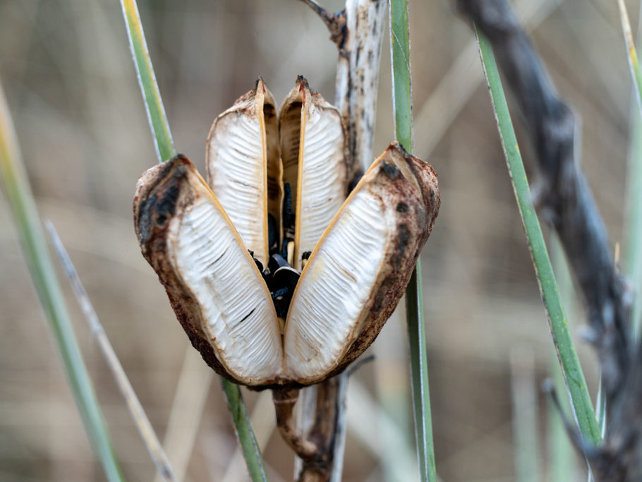 Eine Yucca-Frucht verteilt ihre Samen