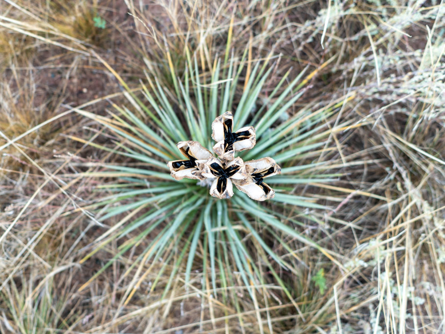 Yucca mit Fruchtständen