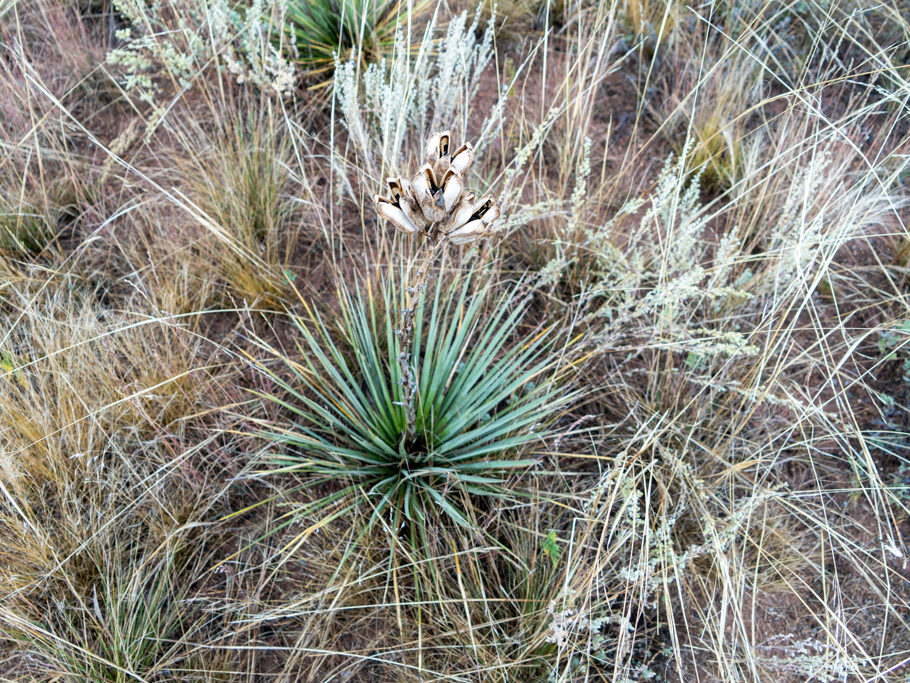 Yucca mit Fruchtständen
