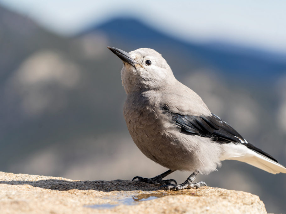 Vorwitziger Vogel