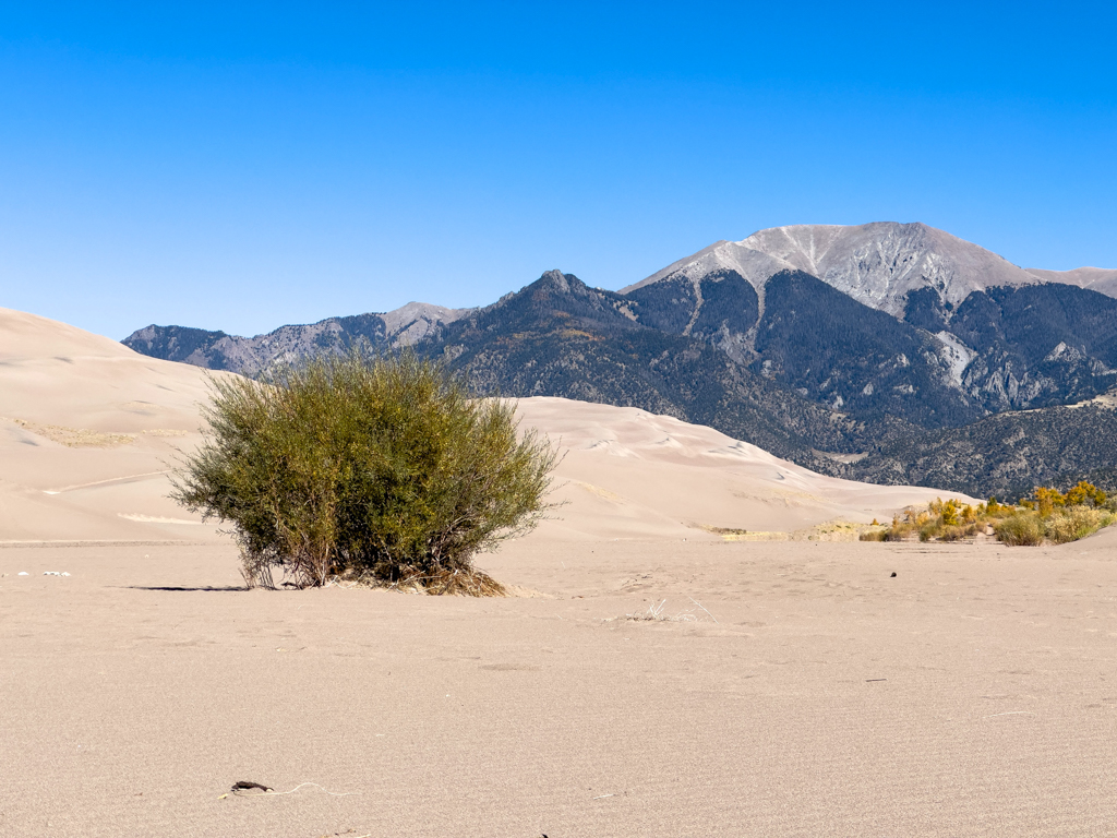 einsamer Busch auf den Great Sand Dunes