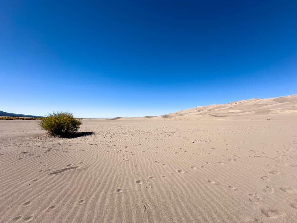 ein einsamer Busch auf den Great Sand Dunes