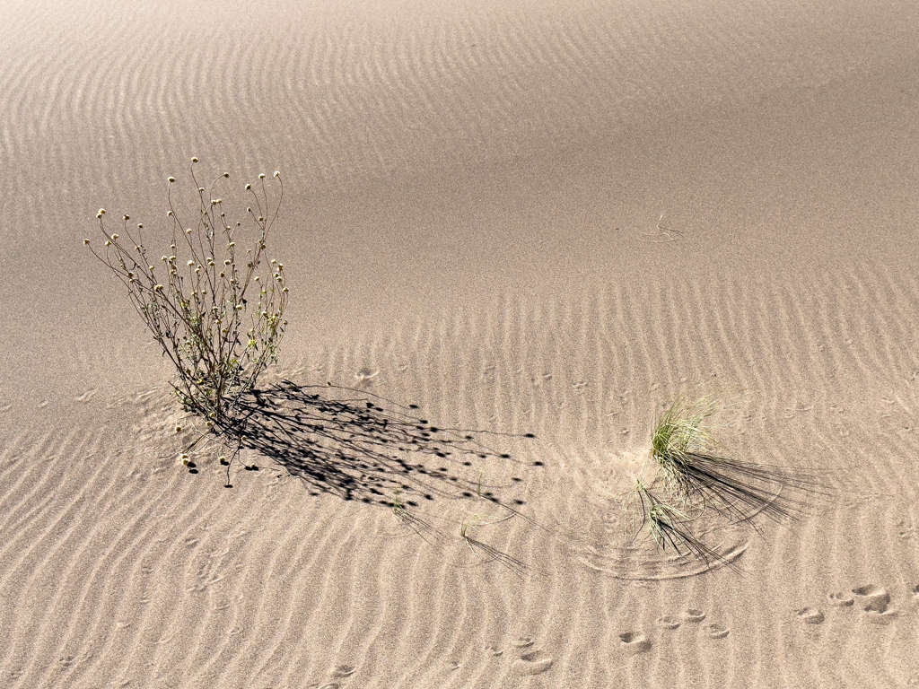 Blumen und Gras irgendwo in den Great Sand Dunes