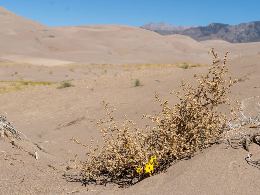 blühendes Leben in den Great Sand Dunes