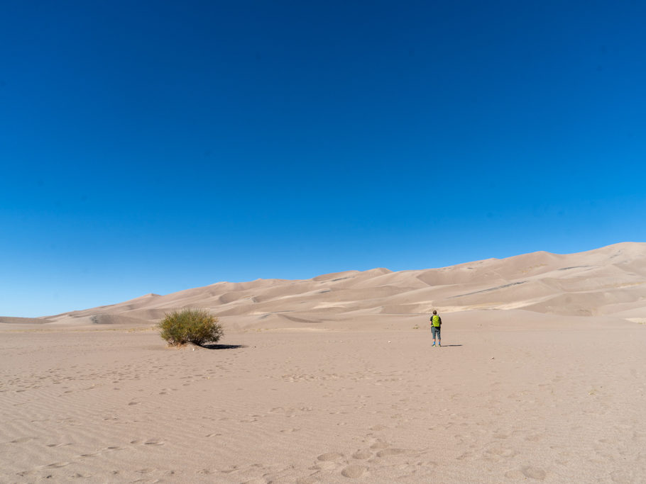 einsamer Busch mit Jo auf den Great Sand Dunes