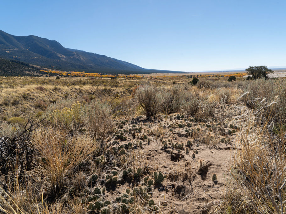 Kakteen während der Wanderung bei den Great Sand Dunes